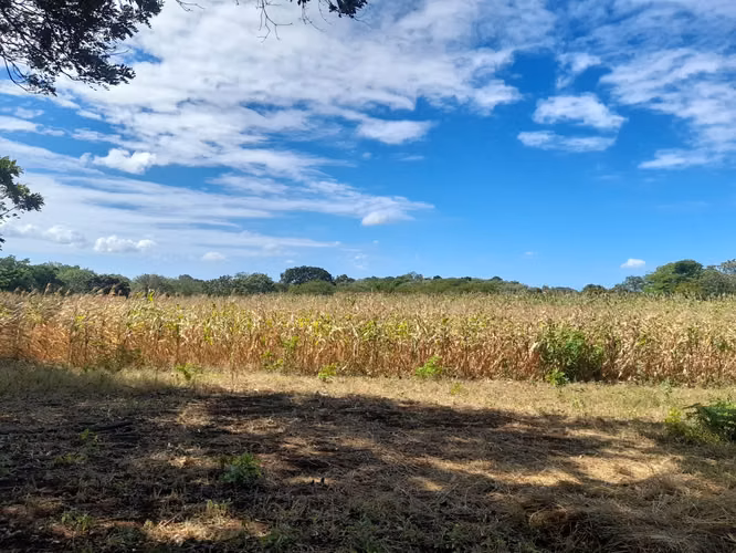 SE VENDE FINCA DE 37 MANZANAS. - Imagen 6