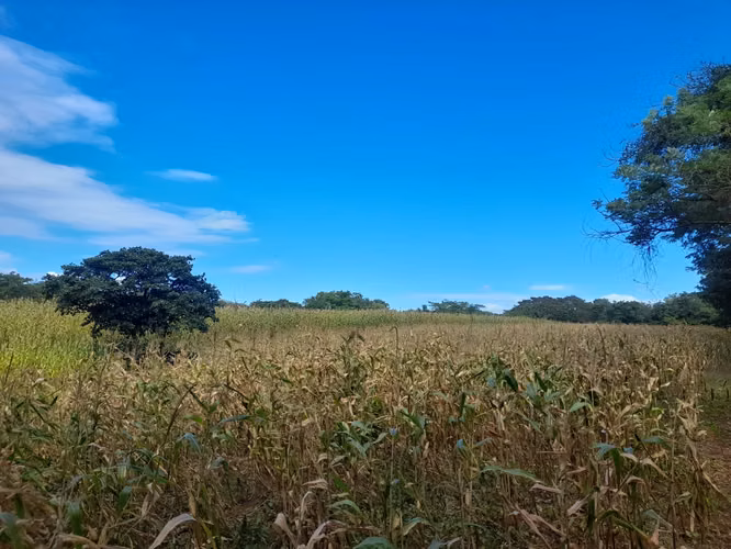 SE VENDE FINCA DE 37 MANZANAS. - Imagen 13