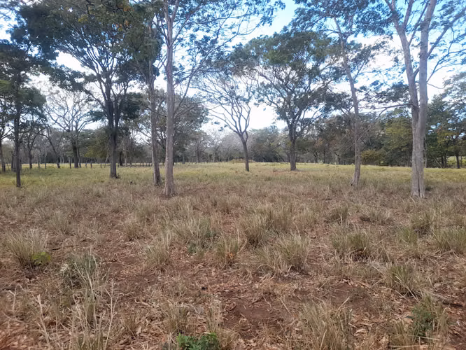 SE VENDE FINCA GANADERA DE 120 MANZANAS.
