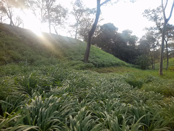 SE VENDE FINCA GANADERA DE 120 MANZANAS.