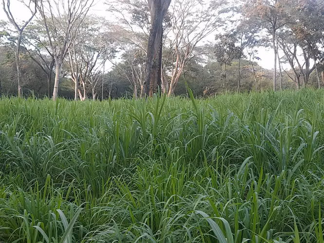 SE VENDE FINCA GANADERA DE 120 MANZANAS.