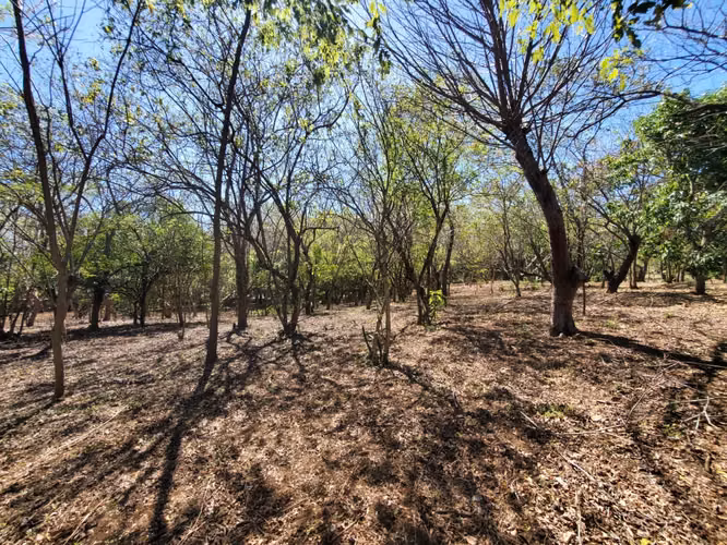 SL-Vendo finca en Carretera Tipitapa, Masaya 34.5