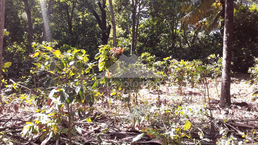 Finca en Venta El Cañon, El Crucero