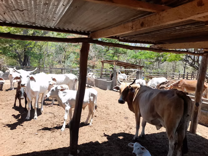 SE VENDE FINCA GANADERA DE 390 MANZANAS.