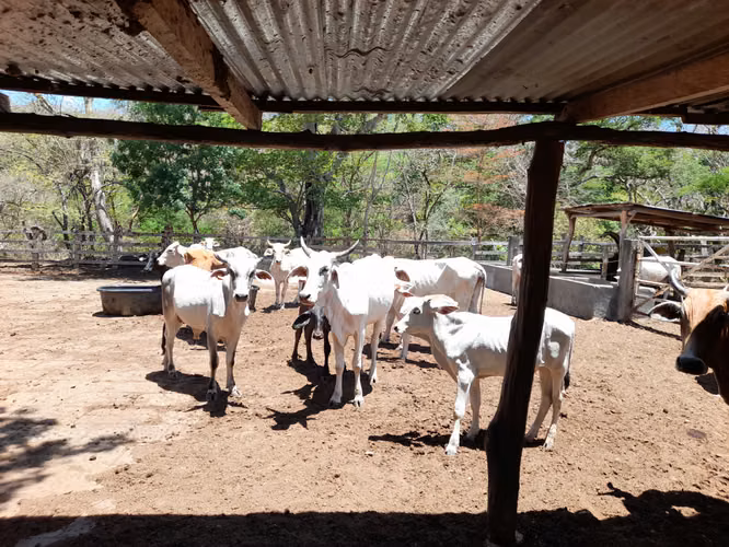 SE VENDE FINCA GANADERA DE 390 MANZANAS.