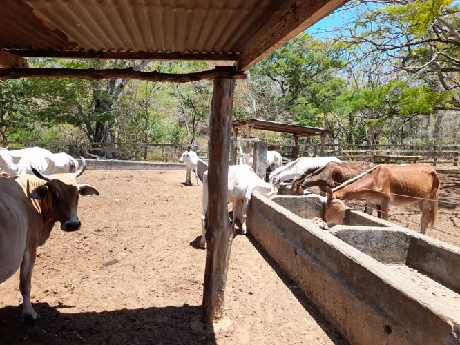 SE VENDE FINCA GANADERA DE 390 MANZANAS.