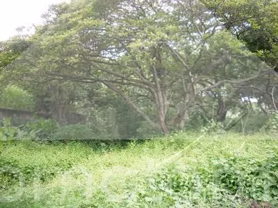 Terreno en Venta Carretera A Masaya/ Comarca Santo Domingo, Managua - Imagen 2