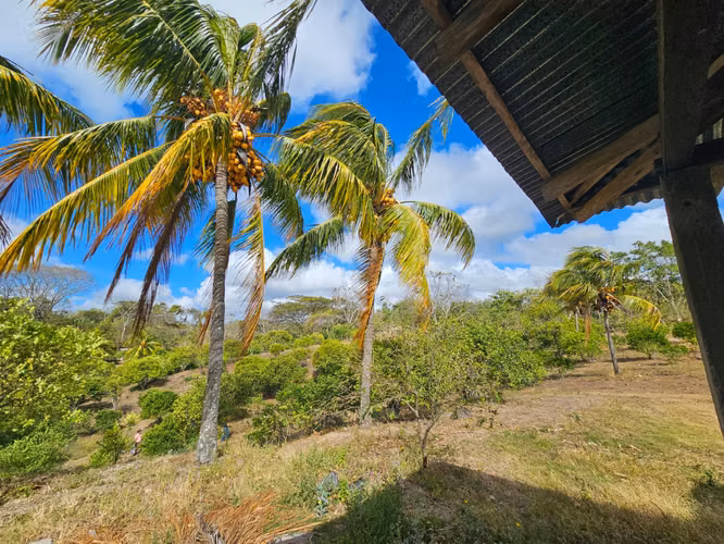 VENTA DE FINCA PRODUCTIVA EN COMARCA LAS CRUCITAS, NIQUINOHOMO ml - Imagen 2