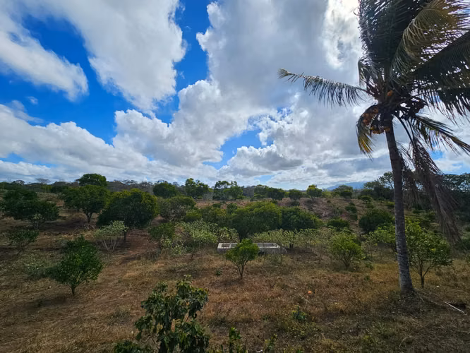 VENTA DE FINCA PRODUCTIVA EN COMARCA LAS CRUCITAS, NIQUINOHOMO ml - Imagen 4