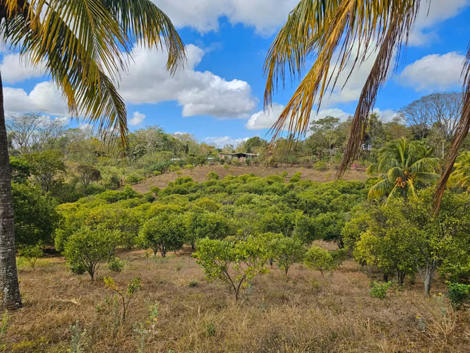 VENTA DE FINCA PRODUCTIVA EN COMARCA LAS CRUCITAS, NIQUINOHOMO ml - Imagen 10