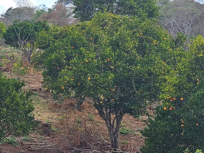 VENTA DE FINCA PRODUCTIVA EN COMARCA LAS CRUCITAS, NIQUINOHOMO ml - Imagen 7