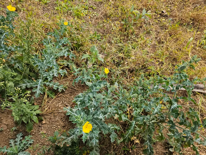 VENTA DE FINCA PRODUCTIVA EN COMARCA LAS CRUCITAS, NIQUINOHOMO ml - Imagen 11