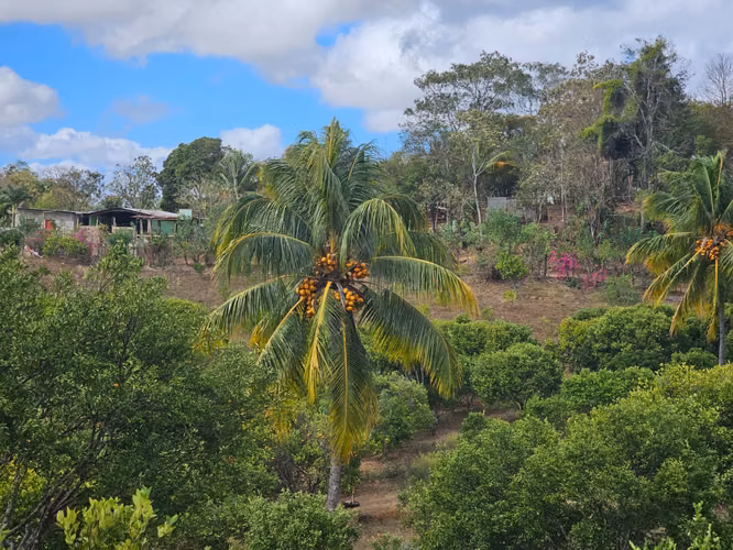 VENTA DE FINCA PRODUCTIVA EN COMARCA LAS CRUCITAS, NIQUINOHOMO ml - Imagen 17