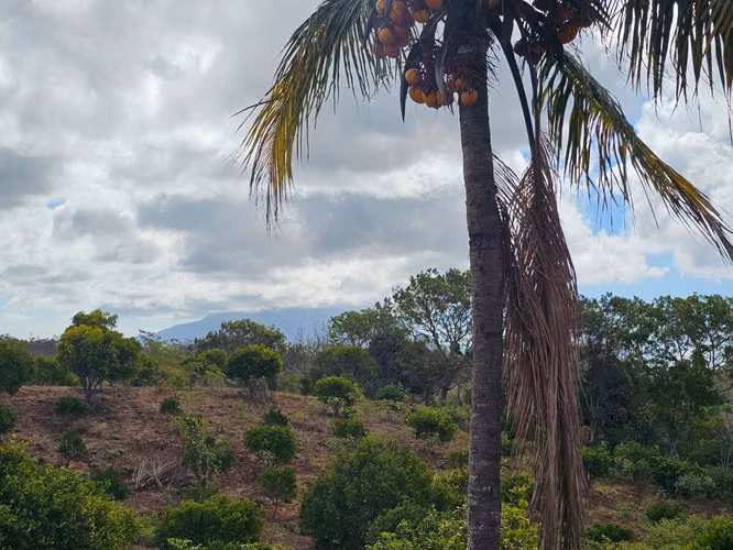 VENTA DE FINCA PRODUCTIVA EN COMARCA LAS CRUCITAS, NIQUINOHOMO ml - Imagen 5