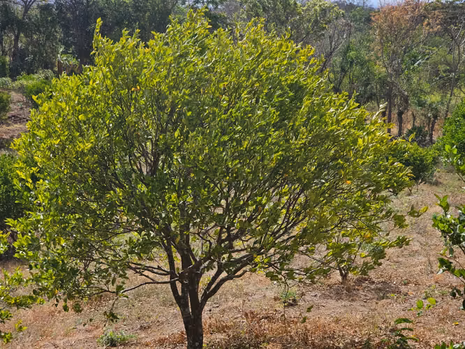 VENTA DE FINCA PRODUCTIVA EN COMARCA LAS CRUCITAS, NIQUINOHOMO ml - Imagen 8