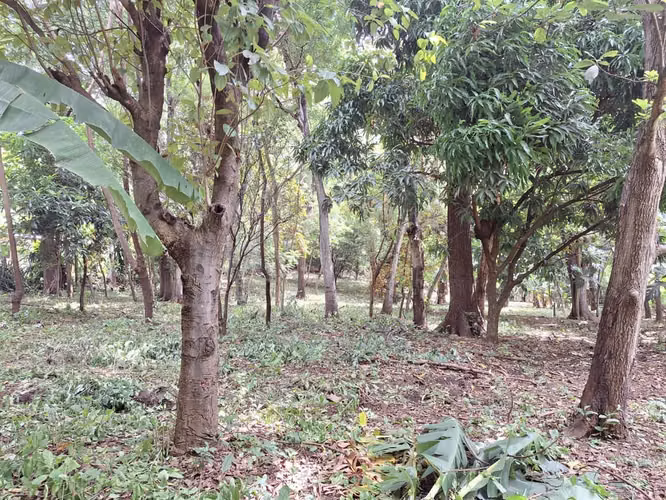 Venta de Terreno de 15,850 v² Camino a la Hoyada en Santo Domingo - Imagen 2