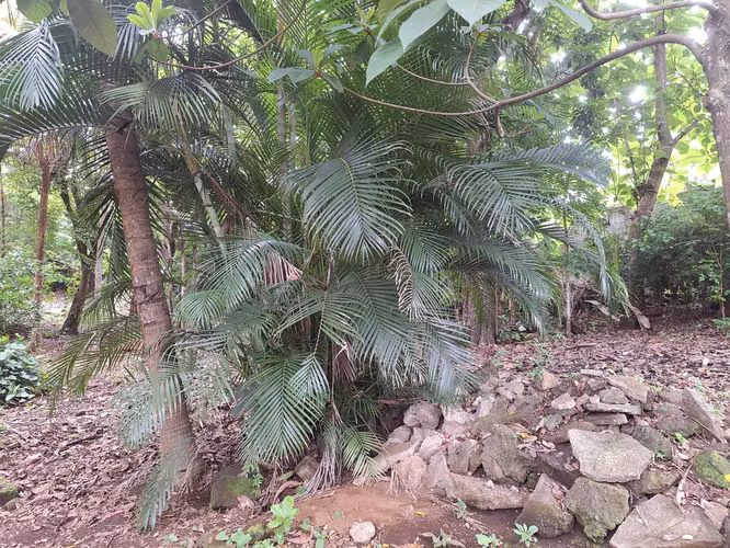 Venta de Terreno de 15,850 v² Camino a la Hoyada en Santo Domingo - Imagen 3