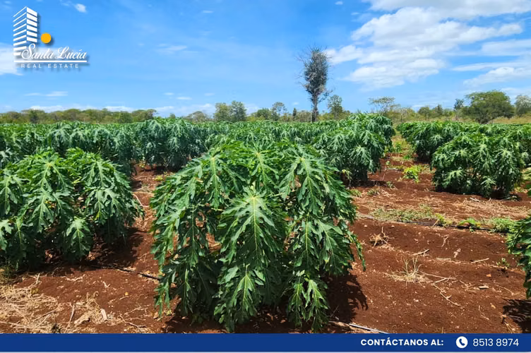 Finca agrícola y ganadera en venta – San Francisco Libre-IY - Imagen 6