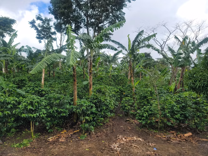 Finca multipropósito en Jinotega!