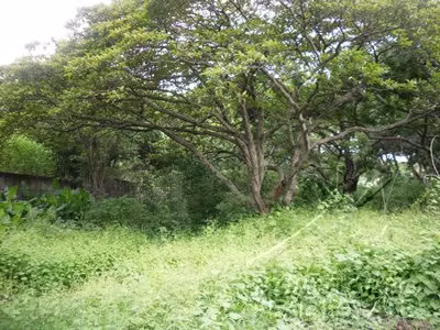 Lote Plano en Zona Exclusiva con Clima Fresco en Carretera Masaya!