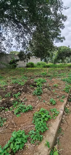 TERRENO EN VENTA DENTRO DE RESIDENCIAL LOS CIPRÉS, DIRIAMBA.