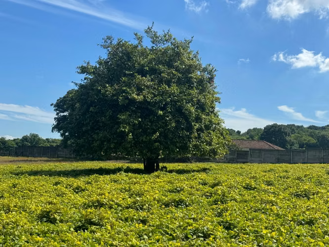 Venta de terreno en Carretera Vieja a León