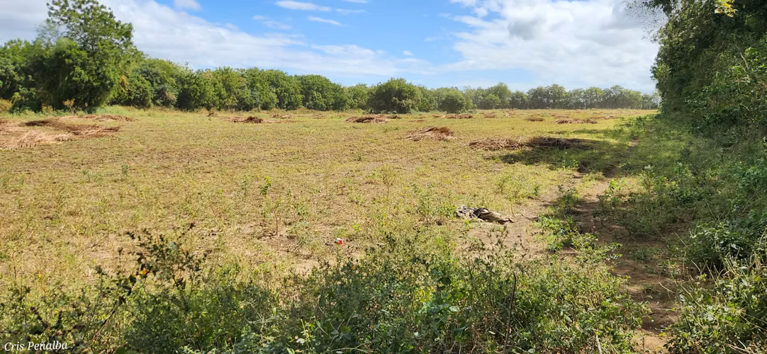 Terreno estratégico en venta en Sabana Grande - Imagen 14