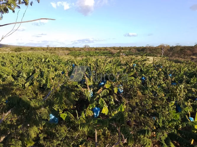 San Benito 0001 - Imagen 2