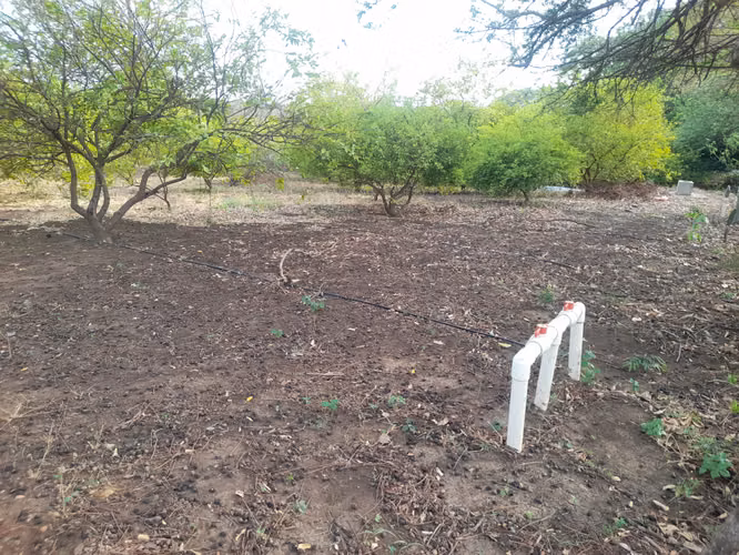 SE VENDE FINCA DE 32 MANZANAS DISEÑADA PARA GANADERÍA. - Imagen 13