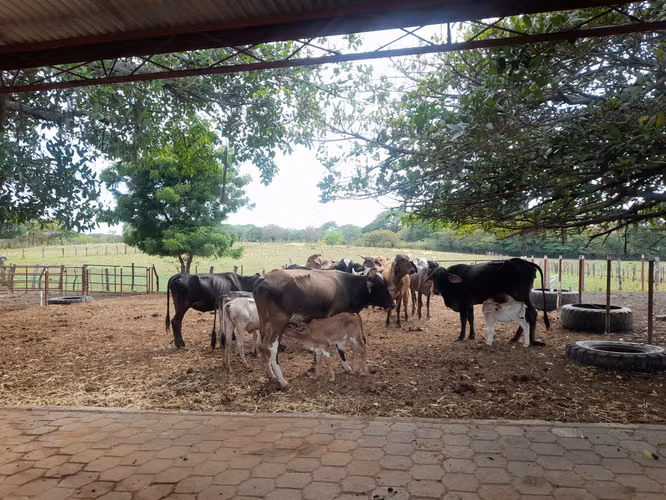 SE VENDE FINCA DE 32 MANZANAS DISEÑADA PARA GANADERÍA. - Imagen 3