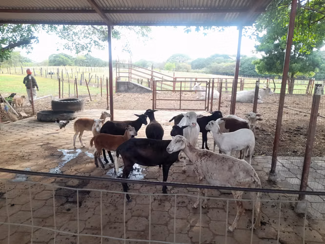 SE VENDE FINCA DE 32 MANZANAS DISEÑADA PARA GANADERÍA. - Imagen 4