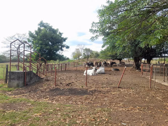 SE VENDE FINCA DE 32 MANZANAS DISEÑADA PARA GANADERÍA. - Imagen 5