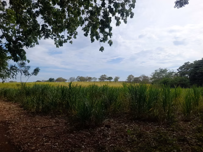 SE VENDE FINCA DE 32 MANZANAS DISEÑADA PARA GANADERÍA. - Imagen 16