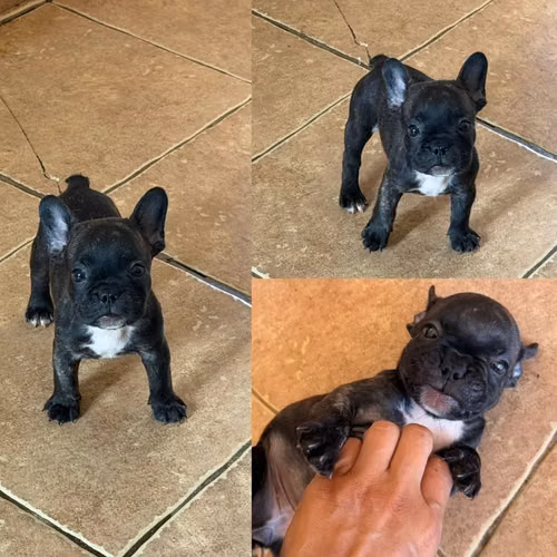 BULLDOG FRANCES
