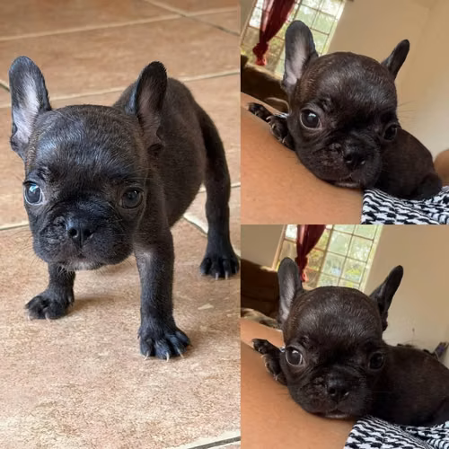BULLDOG FRANCES