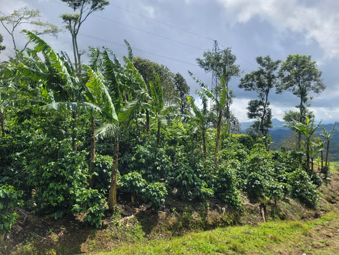 Venta de Finca en Jinotega | 79 manzanas - Imagen 17