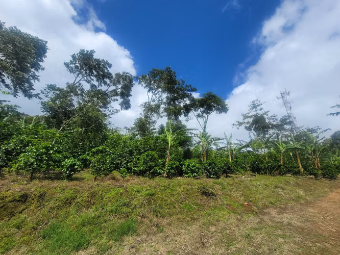 Venta de Finca en Jinotega | 79 manzanas - Imagen 13
