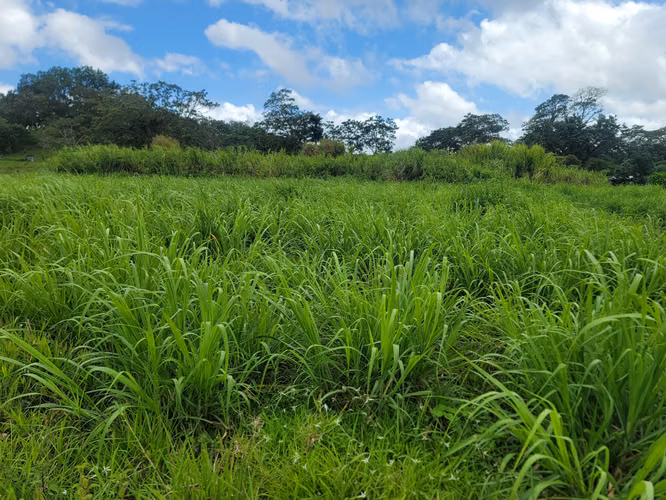 Venta de Finca en Jinotega | 79 manzanas - Imagen 10