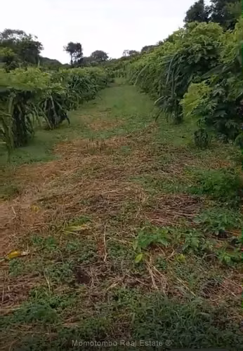 Venta de Finca de 70 manzanas en venta – Carretera Sur
