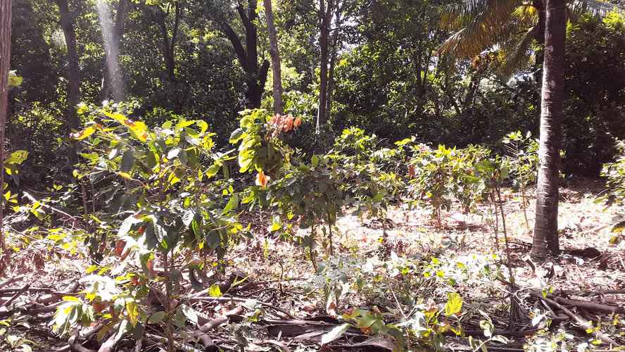 Hermosa finca en venta – Carretera Sur