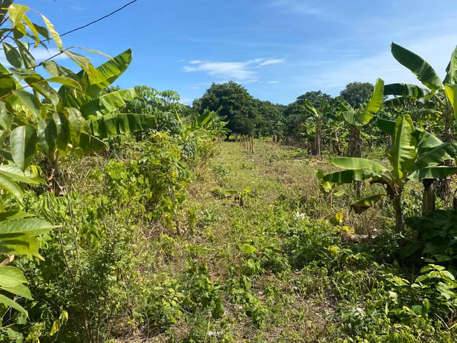 Venta de Finca a 3 km de Carretera a Masaya | 9.67 manzanas - Imagen 12