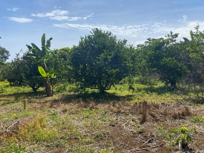Venta de Finca a 3 km de Carretera a Masaya | 9.67 manzanas - Imagen 14