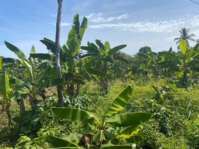 Venta de Finca a 3 km de Carretera a Masaya | 9.67 manzanas - Imagen 9