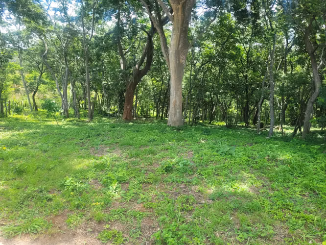 Lote en venta en el km 17 de la Carretera Vieja a León. - Imagen 5