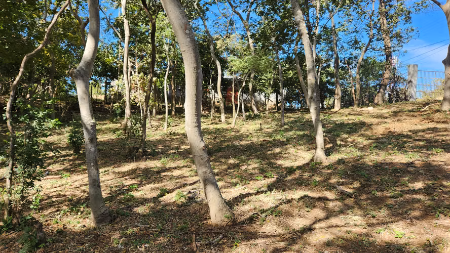 Lote en venta en el km 17 de la Carretera Vieja a León. - Imagen 2