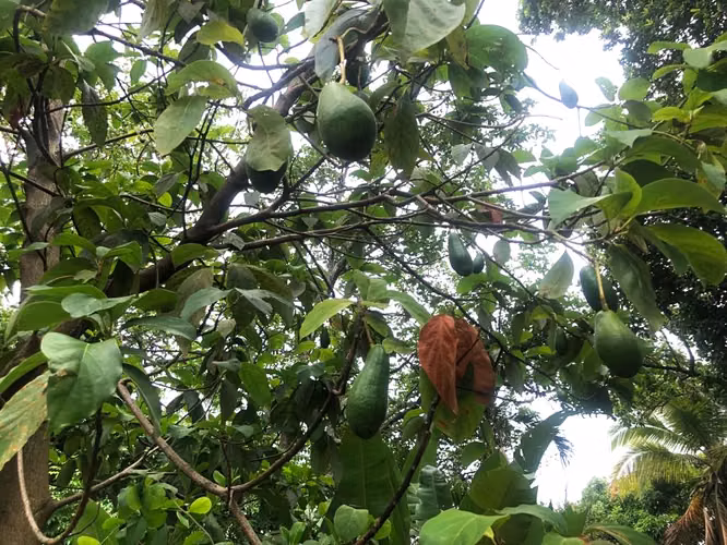 Venta de Terreno cerca de Carretera a Masaya