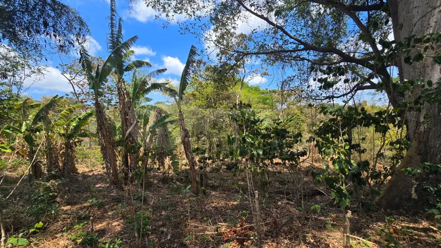 Excelente Terreno en venta en Las Viudas Jocote Dulce