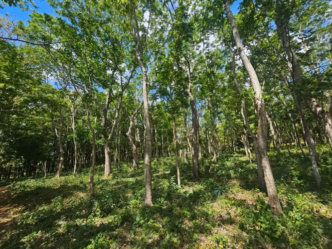 VENTA DE TERRENO de 4.5 mnz a orillas de la carretera Diriomo Guanacaste ml - Imagen 2