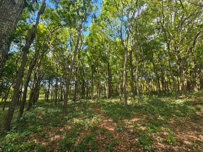 VENTA DE TERRENO de 4.5 mnz a orillas de la carretera Diriomo Guanacaste ml - Imagen 3