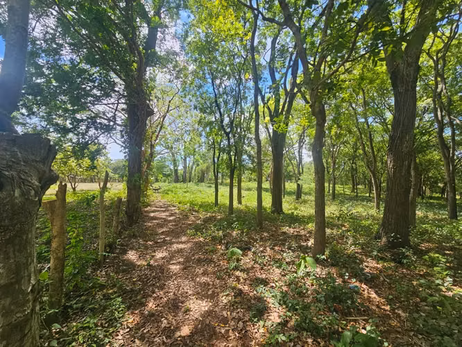 VENTA DE TERRENO de 4.5 mnz a orillas de la carretera Diriomo Guanacaste ml - Imagen 4
